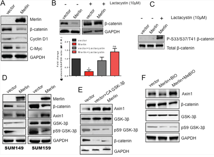 Merlin increases GSK-3&#x03B2;-mediated upregulation of Axin1 protein levels leading to proteasomal degradation of &#x03B2;-catenin protein.