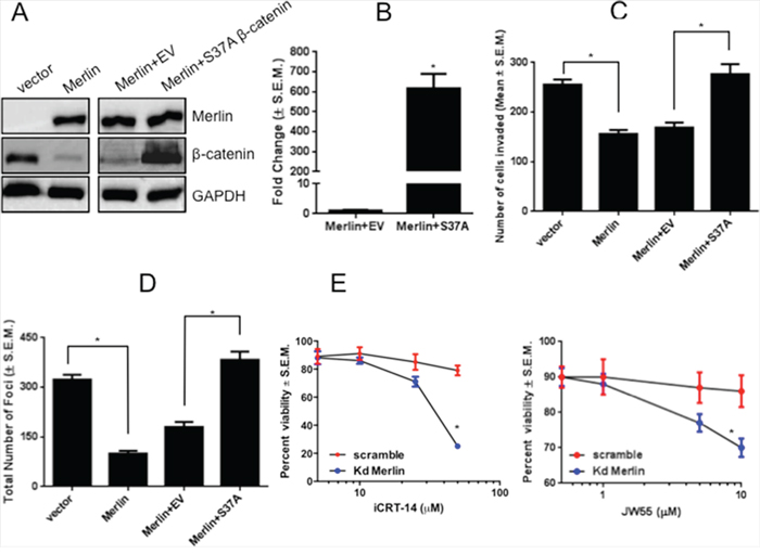 Expression of a degradation-resistant &#x03B2;-catenin mutant rescues malignant activity of breast cancer cells in presence of Merlin.