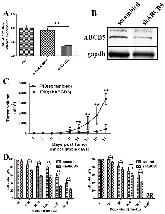 ABCB5 regulates murine melanoma growth and drug resistance.