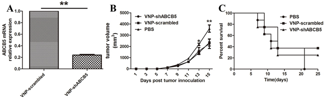 Targeted silencing of ABCB5 did not significantly suppress tumor growth.