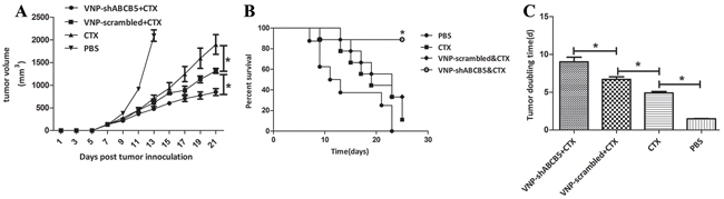 The combined therapy of VNP-shABCB5 with CTX delayed tumor growth and enhanced survival time in B16F10 mice model.