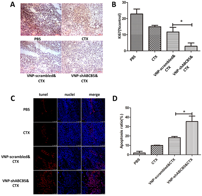 The combined therapy of VNP-shABCB5 with CTX promotes cell death and inhibits cell proliferation.