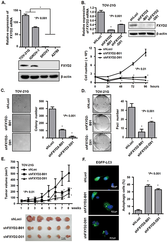 Repression of FXYD2 inhibits OCCC cell growth and tumor formation in vitro and in vivo.