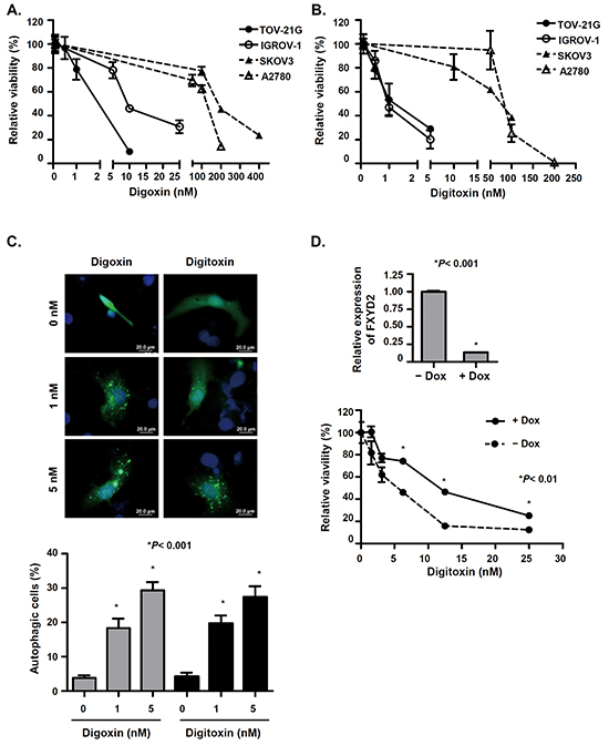 Cardiac glycosides suppress cell viability in OCCC cells in a FXYD2-dependent manner.