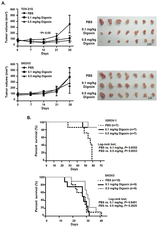 Cardiac glycoside significantly suppresses tumor growth and improves the survival of OCCC-bearing animals.