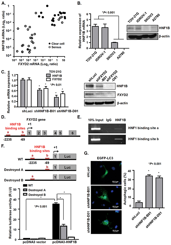HNF1B transcriptionally regulates FXYD2 expression in OCCC.
