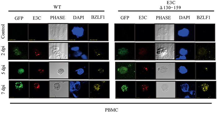 EBV latent and lytic gene expression during early stage of infection.