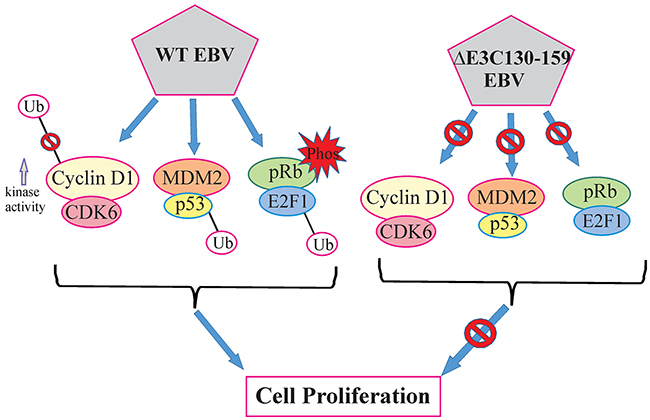 A model for EBNA3C residues 130-159 of EBV in B-cell proliferation.