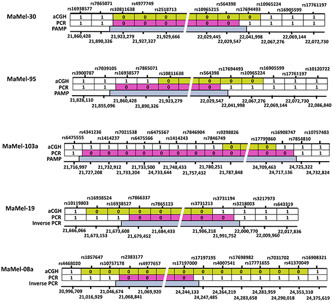 A schematic representation of homozygous deletions at 9p21 locus in 5 cell lines.
