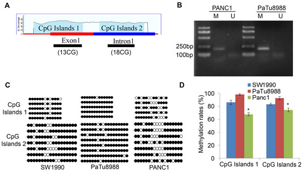 Aberrant methylation at LIN28A CpG islands in pancreatic cancer cells.