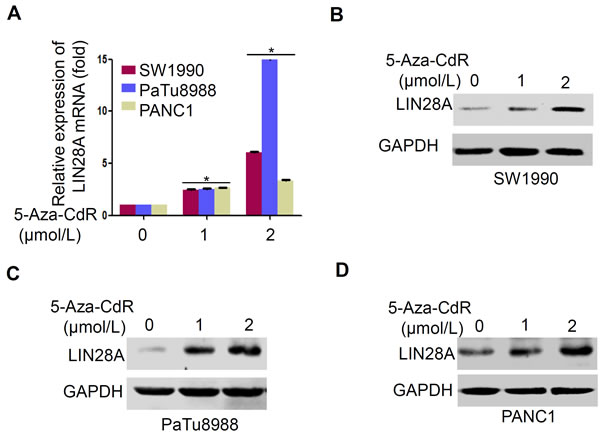 5-Aza-CdR re-activates LIN28A expression in pancreatic cancer cells.