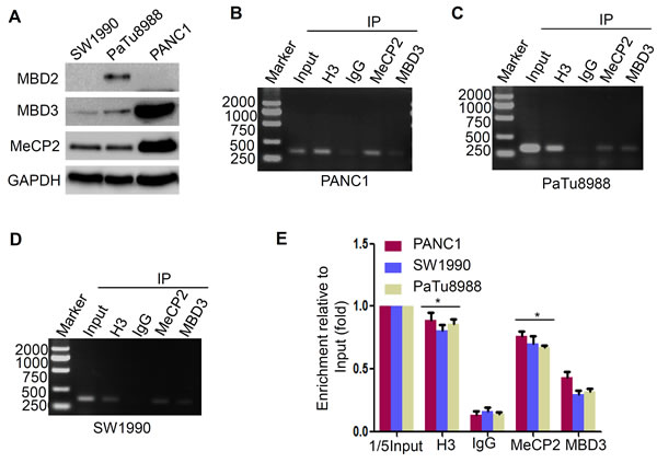 MeCP2 binds to methylated-CpG islands to suppress LIN28A expression.