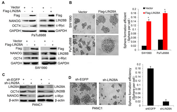 LIN28A promotes the expression of stem cell makers and sphere formation in pancreatic cancer cells.