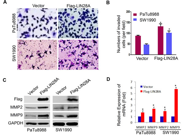 LIN28A promotes the invasiveness in pancreatic cancer cells.