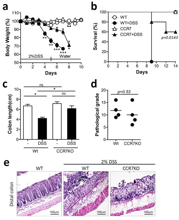 CCR7 deficiency did not exacerbate DSS-induced colitis.