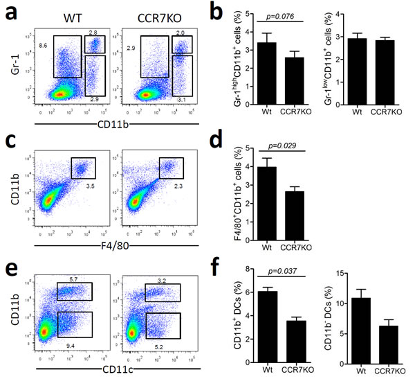 Infiltration of innate immune cells in DSS-induced colitis slightly reduced in the absence of CCR7.
