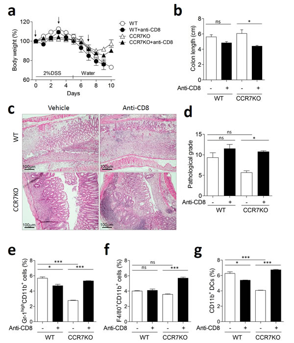 CCR7KO mice showed exacerbated colitis in absence of CD8