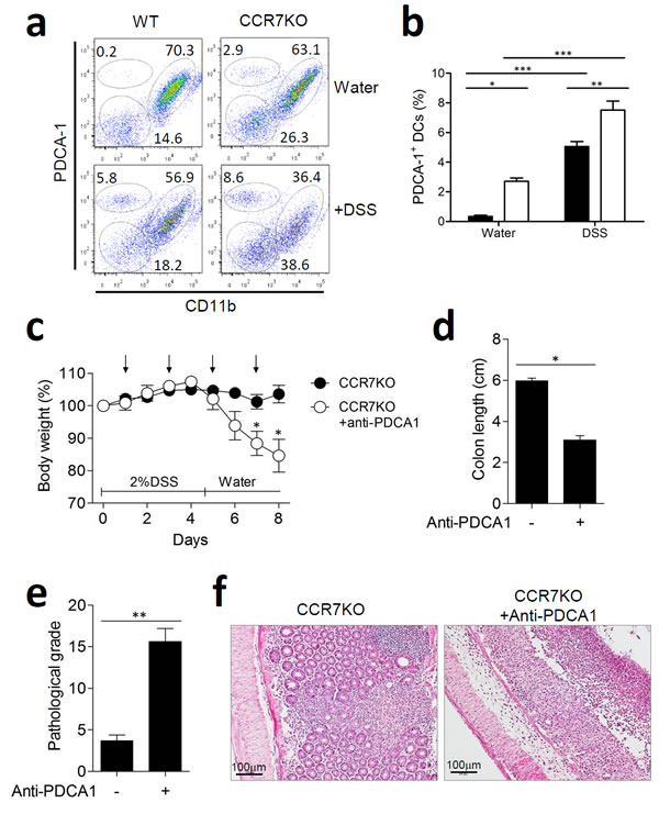 Plasmacytoid DCs in the lamina propria of gut expanded and had an immune regulatory role in the absence of CCR7.