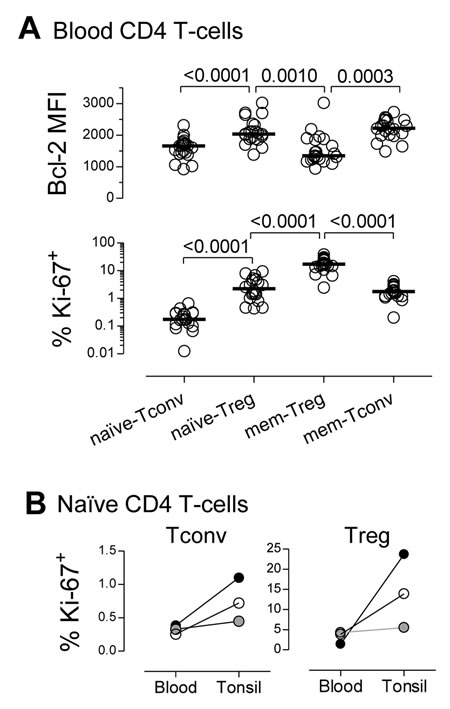 High steady-state turnover of the na&iuml;ve-Treg compartment.