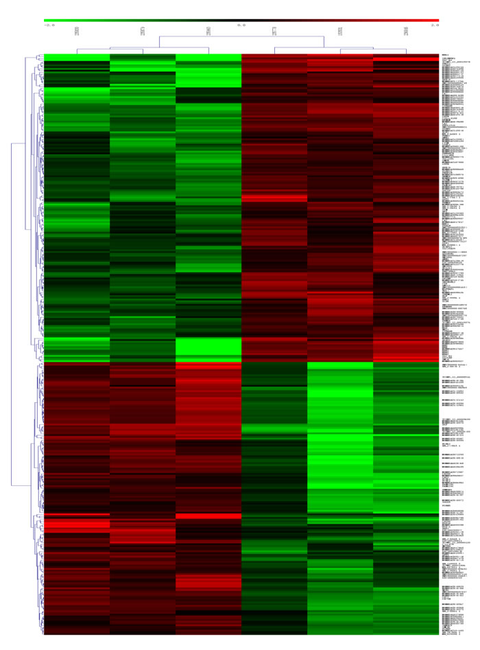 Heat map and hierarchical clustering of lncRNA profile comparison between the AF and normal blood samples.
