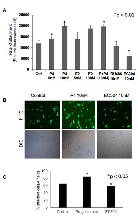 EC304 reduced endometrial epithelial cell attachment to peritoneal mesothelium