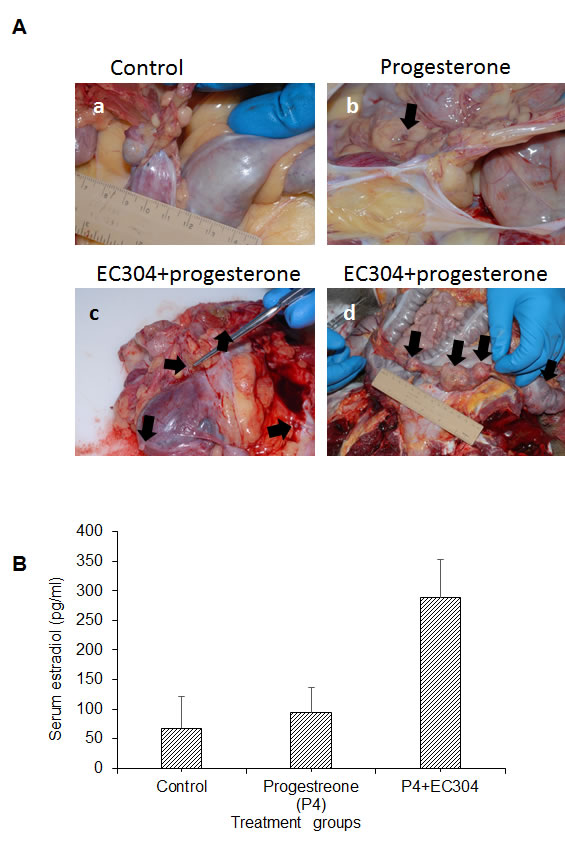Antiprogestin (EC304) induced unopposed estrogenicity in baboons.