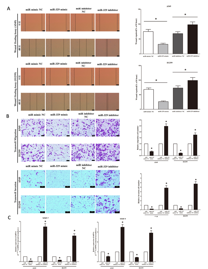 Ectopic expression of miR-329 in A549 and H1299 cells reduces cell migration and invasion motility.