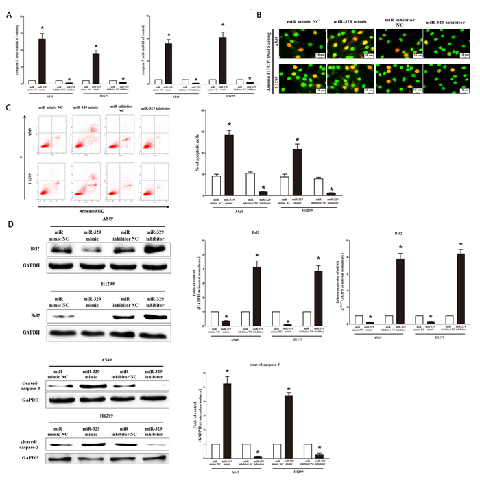 Ectopic expression of miR-329 promotes apoptosis in A549 and H1299 cells.