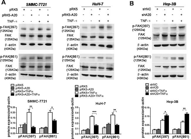 A20 suppressed the activation of FAK induced by TNF-&#x03B1; in HCC cells.