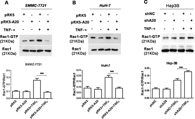 A20 suppressed the activity of Rac1 in HCC cells induced by TNF-&#x03B1;.