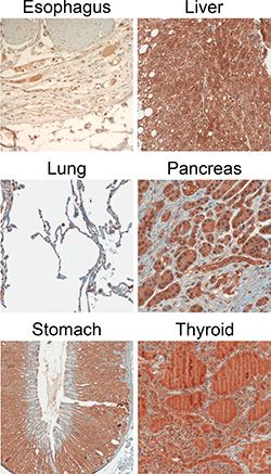 Example IHC images of normal tissue specimens using the CCK2R specific antibody 6C10G11.