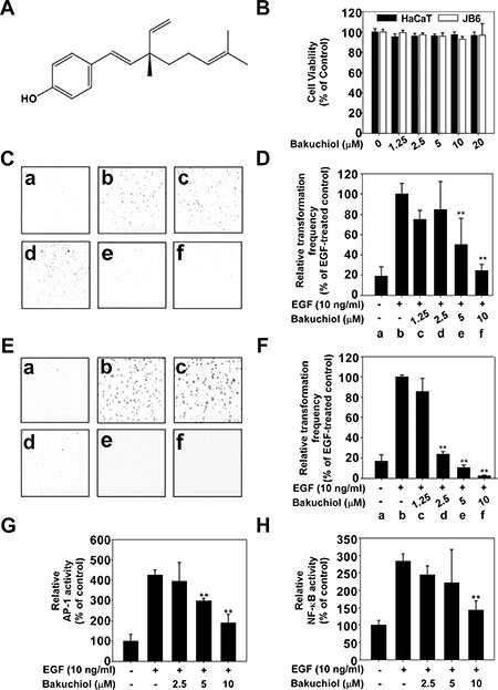 Bakuchiol inhibits epidermal growth factor (EGF)-induced neoplastic transformation of HaCaT and JB6 P+ cells.