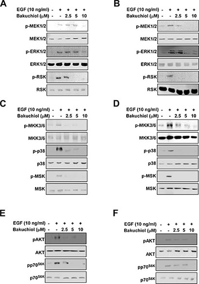 Effects of bakuchiol on EGF-induced signaling in HaCaT and JB6 P+ cells.