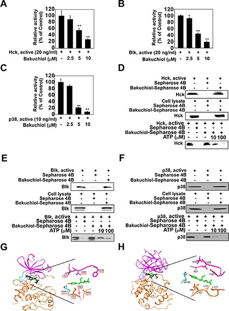 Bakuchiol inhibits kinase activity of Hck, Blk and p38 mitogen activated protein kinase (MAPK) by competing with ATP for binding.