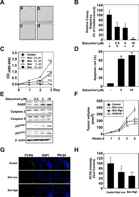 Bakuchiol suppresses growth of A431 xenograft tumors in nude mice.