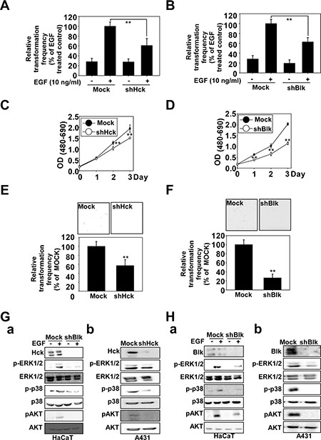 Knockdown of Hck or Blk inhibits EGF-induced neoplastic growth of HaCaT cells and growth of A431 cells.