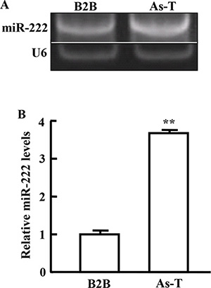 miR-222 expression is upregulated in As-T cells.