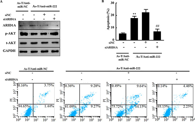 Anti-miR-222 inhibitor treatment inhibits AKT activation and induces apoptosis through ARID1A expression.