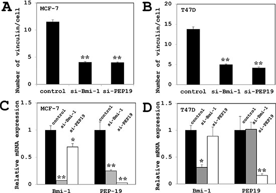 Effects of Bmi-1 and PCP4/PEP19 knockdown on vinculin expression and PCP4/PEP19 and Bmi-1 mRNA expression.