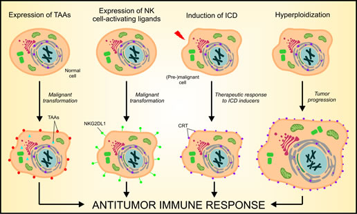 Mechanisms of cancer cell recognition by the immune system.