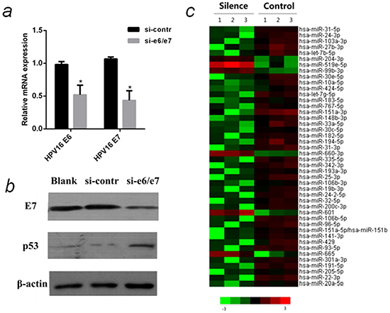 MiRNA array analysis of differentially expressed miRNAs in HPV16 E6/E7 silenced CaSki cells.