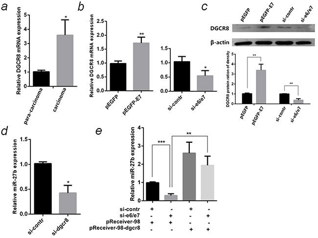 HPV16 E7 up-regulated miR-27b through DGCR8.