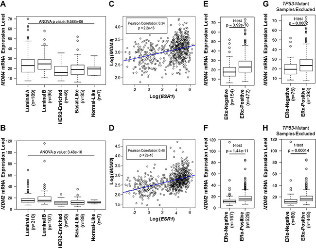 MDM4 and MDM2 mRNA expression is elevated in ER&alpha;-positive primary breast invasive carcinoma samples.