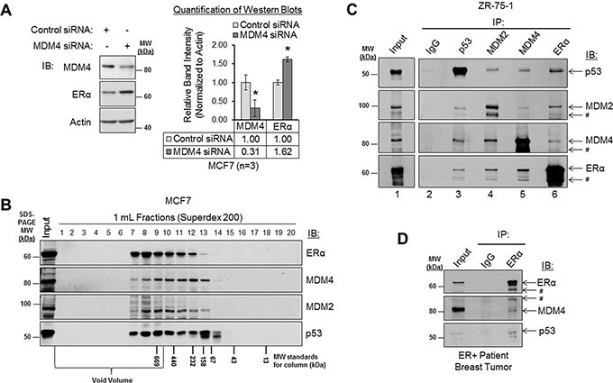 MDM4 and MDM2 negatively regulate ER&alpha; expression and form a protein complex with ER&alpha;.