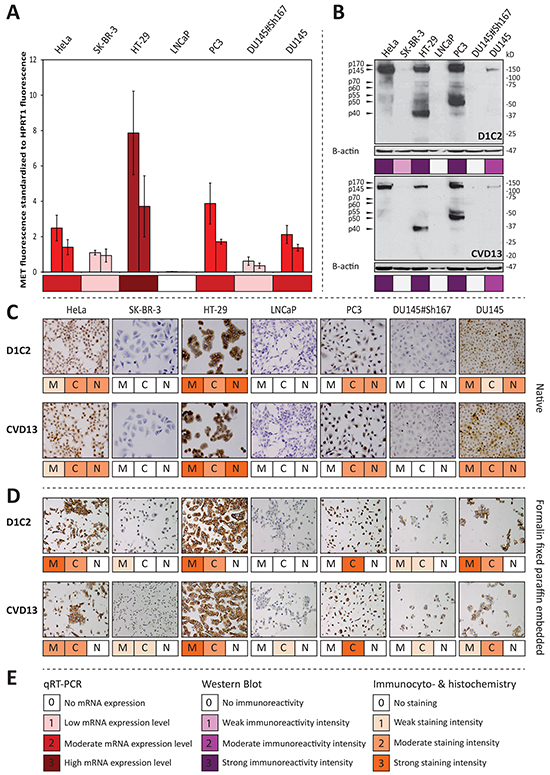 D1C2 and CVD13 immunoreactivity in respect to MET mRNA expression levels across the antibody validation cell line panel.