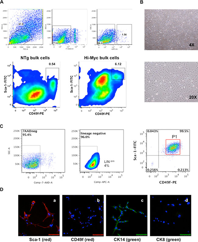 Isolation and characterization of HMVP2 cells.