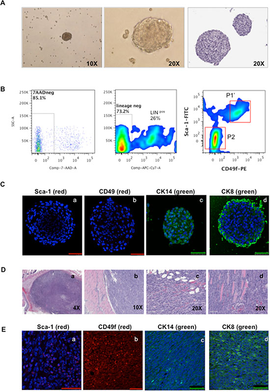 Characterization of spheroids and tumors derived from HMVP2 spheroids.