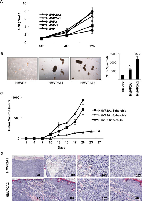 Further characterization of HMVP2A1 and HMVP2A2 cells.