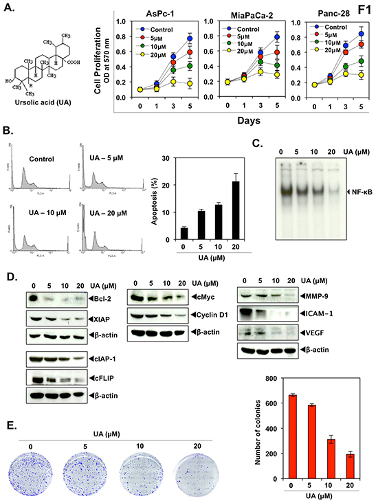 Ursolic acid (UA) inhibits pancreatic cancer cell growth and proliferation and enhances the apoptotic effects of gemcitabine