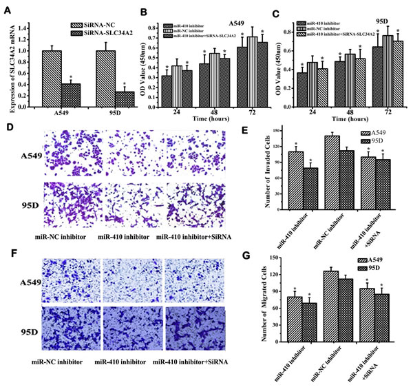 MiR-410 promoted proliferation, invasion and migration of NSCLC cells through targeting SLC34A2